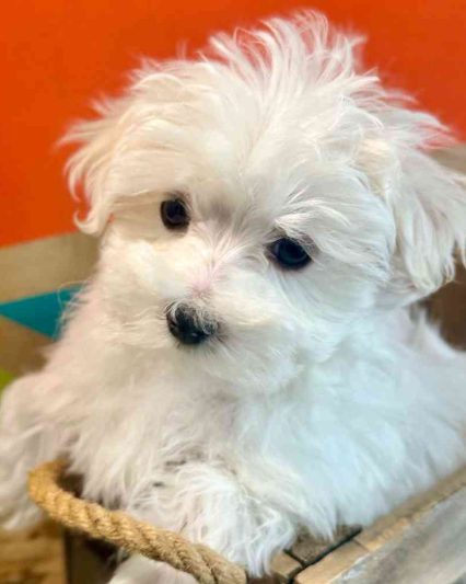 Maltese