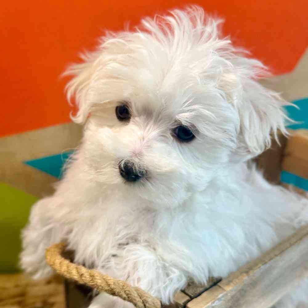 Maltese